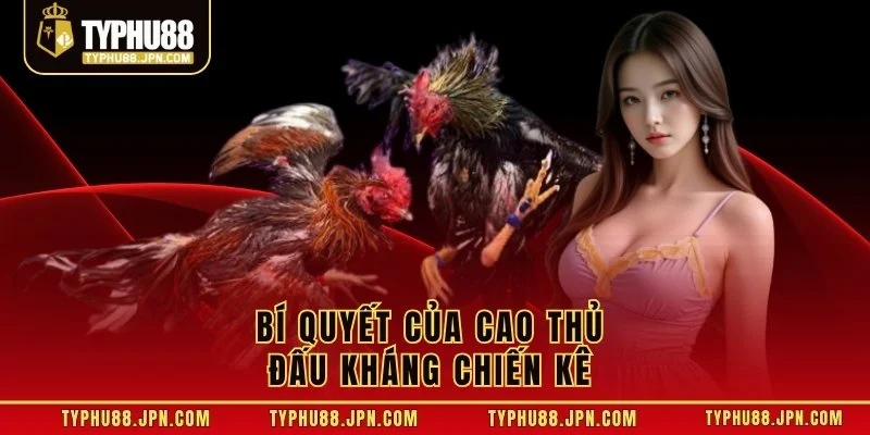 Bí quyết của cao thủ đấu kháng chiến kê 