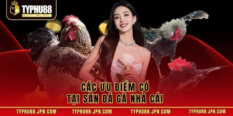 Các ưu điểm có tại sân đá gà nhà cái 