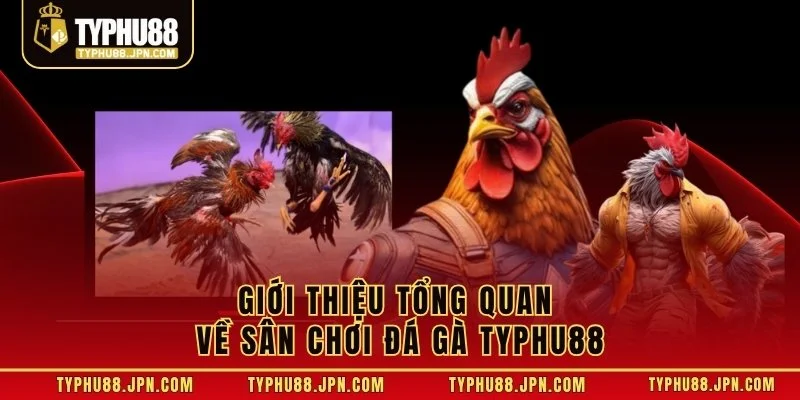 Giới thiệu tổng quan về sân chơi đá gà TYPHU88