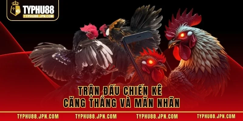 Trận đấu chiến kê căng thẳng và mãn nhãn